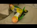 4 year old white bellied caique parrots