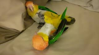 4 year old White Bellied Caique Parrots