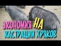 Экономия на кастрации хряков. Запах и выгода