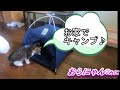 おらにゃんみに　vol 82 ダイソーペット用テント開封