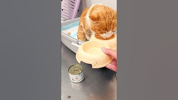 😭Abandoned Senior Cat Rescue: Nobody wanted to adopt this old cat... #cat #shorts