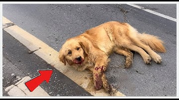 🤯 A disabled puppy rescued from a pool of blood, after 1000 days he transformed into#rescue #dog