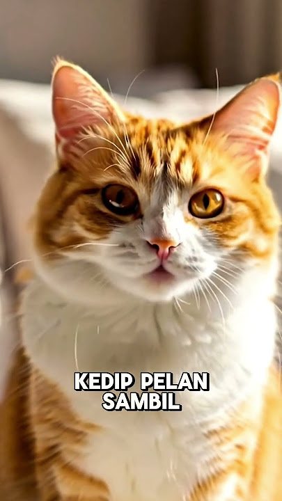 FAKTA KUCING LAIN NYA YANG BELUM KALIAN KETAHUI! #shorts