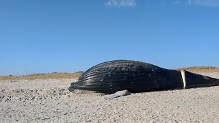 35-foot humpback whale washes ashore dead on beach in New York