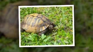 Tortue de terre