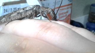 Handling the adult female Dobsonfly