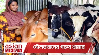 ঈদক সমন রখ গর পরচরযয বযসত খমরর Daulatkhan Cow Farm