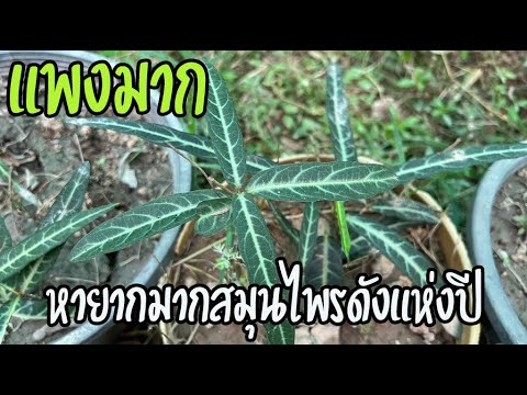 วีดีโอ: รากที่แพงที่สุดคืออะไร?