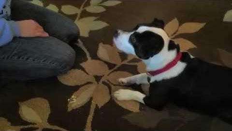 Dog Training: teaching impulse control, zen, self control in a game