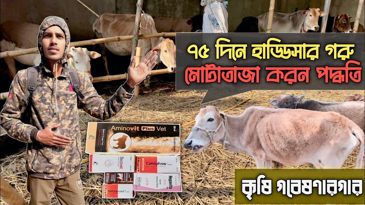 ৭৫ দিনে গরু মোটাতাজা।। ৯০ দিনে গরু মোটাতাজা।মোটাতাজা করতে কি কি বিষয় গুরুত্বপূর্ণ।গরু 