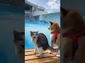 初めてのイルカショーでイルカに水をかけられて驚く猫と柴犬。