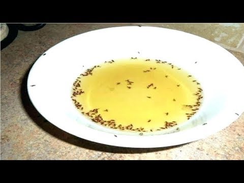how to get rid of fruit flies in the kitchen