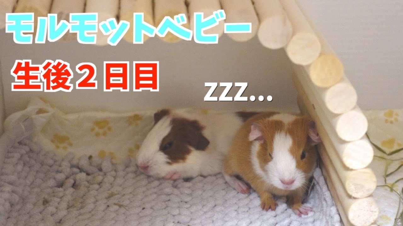 モルモット 食事中のママを探す赤ちゃんモルモット 生後2日目 Youtube モルモット 食事中のママを探す赤ちゃんモルモット 生後2日目 Youtube