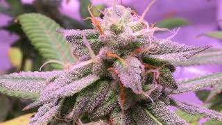 Indoor No Till Living Organic Now N Later & Nitro Cookies + Stoned Breakdancing!