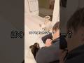 【インスタ106万回再生】めっちゃ会話できる兄犬！ #チワワ #癒し #ほのぼの #ほっこり #ほんわか #しゃべる犬 #おもしろ