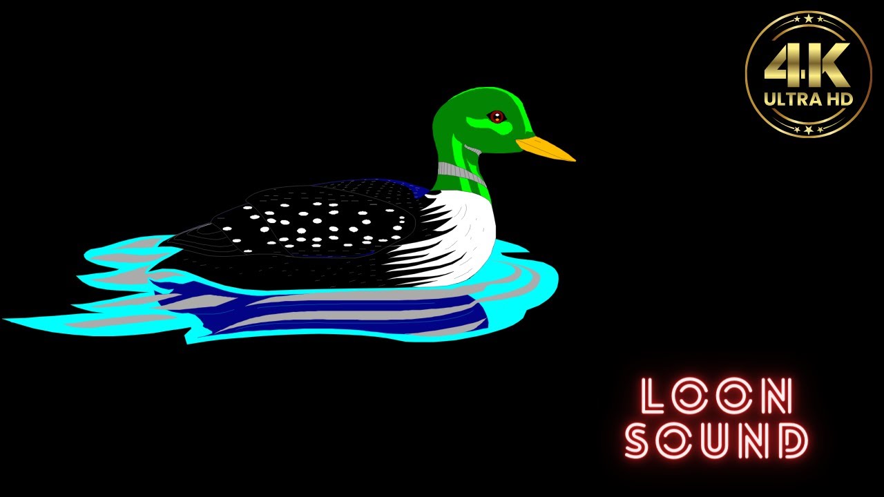 loon sound loon sounds loon sounds at night loon sound effect