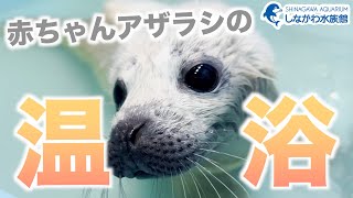 ゴマフアザラシの赤ちゃん温浴編しながわ水族館