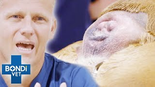 Dogs Butt Absorbed Its Tail Completely ? | Bondi Vet Clips | Bondi Vet