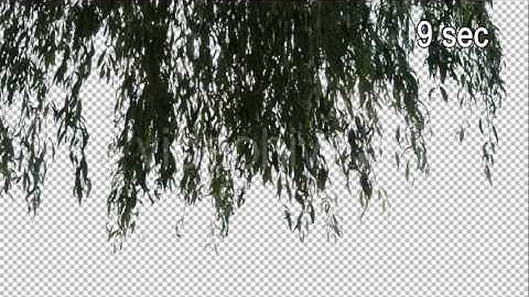Real Willow Tree Branch with Alpha Channel