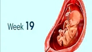 19 week pregnancy symptoms @cworld309