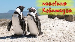 ЮАР.Пингвины Кейптауна. Интересные факты. Путешествия режиссёра Ирины Козловой. Влог. ЮАР.Пингвины Кейптауна. Интересные факты. Путешествия режиссёра Ирины Козловой. Влог.
