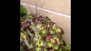 Koleksi pokok ati-ati