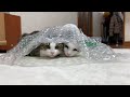 ちょうどいいところで邪魔する猫 【今日のひのき猫】