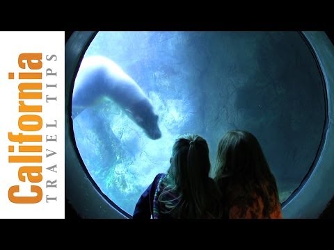 Видео: Аквариум Тихого океана - Путеводитель по аквариуму Лонг-Бич