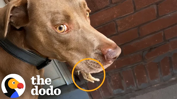 Woman Sees Tiny Legs Sticking Out Of Her Dog's Mouth | The Dodo