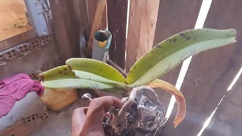 9 đơn Nghinh Xuân (đai châu - ngọc điểm) vùng Buôn Đôn ngày 17.02.2021