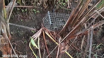 Bẫy chuột không cần mồi.cuộc sống sinh tồn tập 15. Minh khôi vlogs