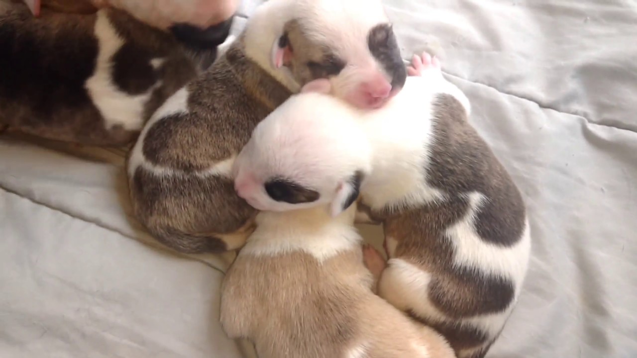 ALAPAHA BLUE BLOOD BULLDOGS PUPPIES AVAILABLE! crk to hkg