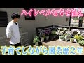 双子の子育て・仕事・園芸の三刀流パパがヤバすぎた!!【個人庭】【じゅんぺい君】【ガーデニング】【園芸初心者】