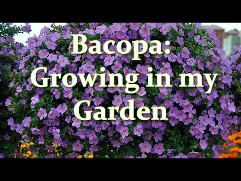 Video: Bacopa Trailing Annual – Jak se staráte o rostliny Bacopa
