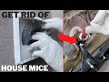 How To Get Rid Of House Mice Easily