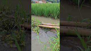 Download Lagu Asmr Nature 🍃 #shortvideo #nature #shorts #short #asmr MP3