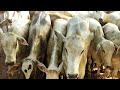 Feira do gado em canafístula frei Damião. Alagoas 🇧🇷