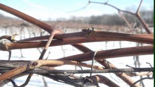 The Structure of a Grapevine - More Information - Grape Video #2