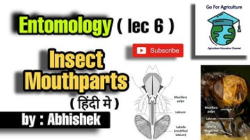 Insect mouthparts | It