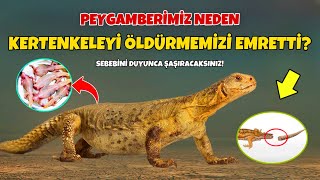 Peygamberimiz Neden Kertenkeleyi Gördüğümüz Yerde Hemen Ö!dürmemizi Emretti? İşte Cevabı! Resimi