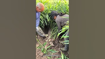 Ginger Manually Digging & Harvesting Process !
