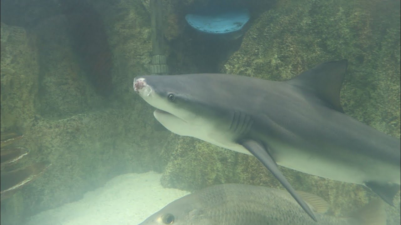 কক্সবাজার ফিস একুরিয়াম সমুদ্রের তলদেশ ২০২৬ সামুদ্রিক মাছ 