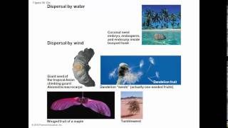 Biology in Focus Ch 30 Reproduction and Domestication of Flowering Plants