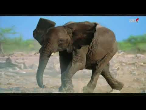 Video: Koji Su Slonovi Brojniji - Indijski Ili Afrički