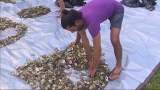 Miami man says oysters will help save Biscayne Bay