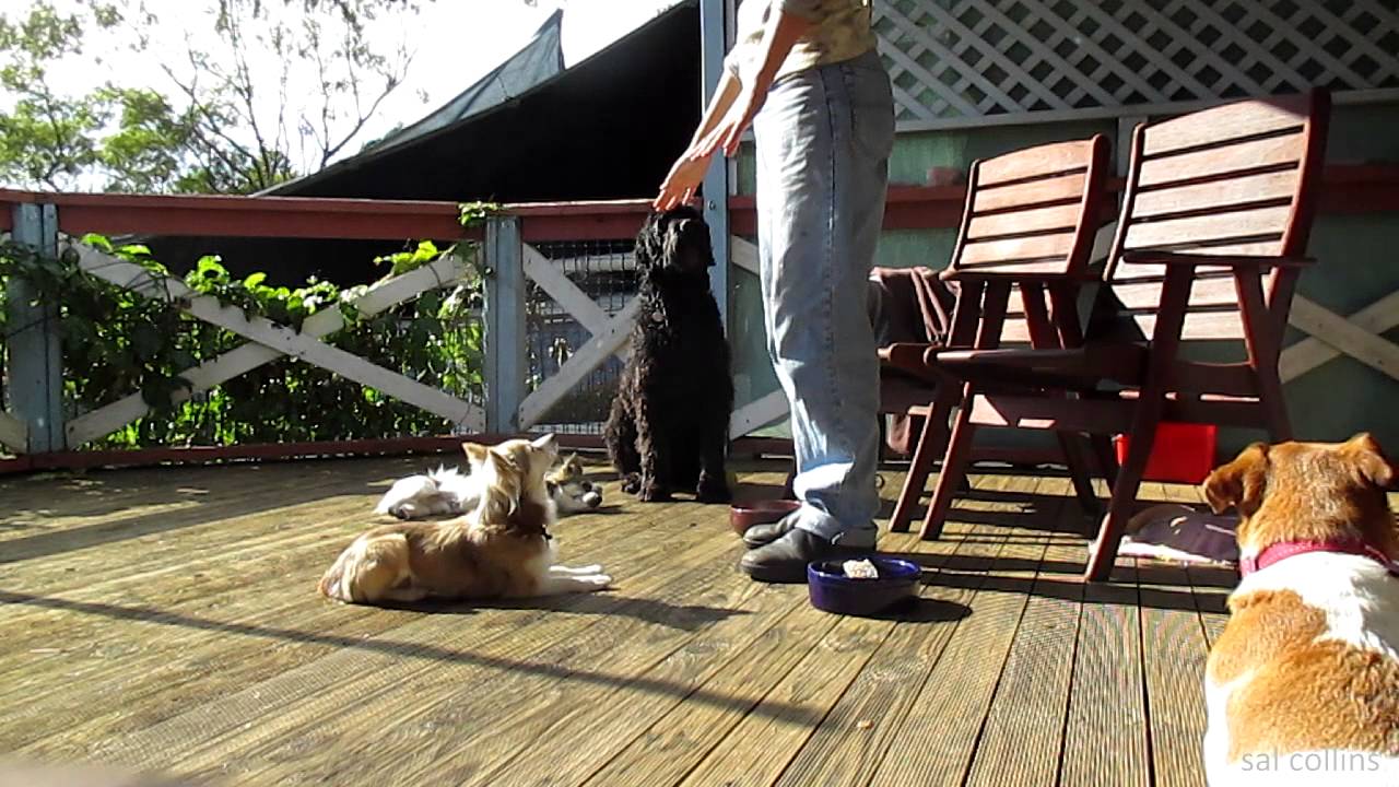 how to feed a Chihuahua - YouTube