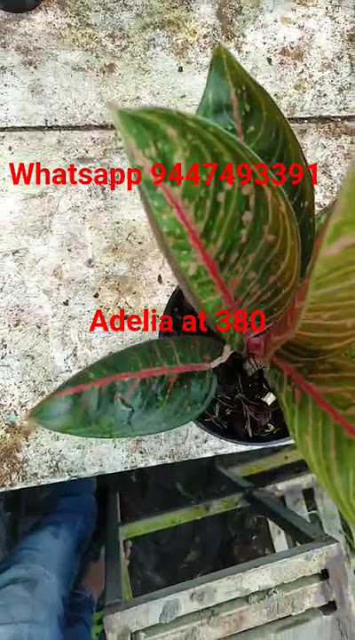 Adelia at 380#gardeningplants #aglonema #G s Gardens