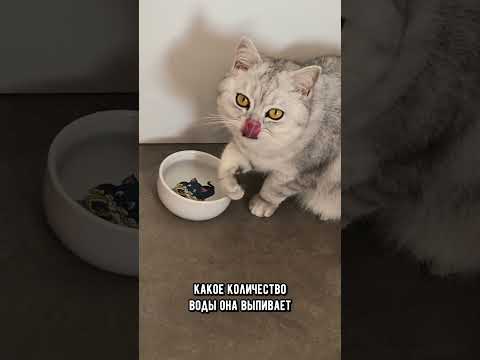Обязательно делайте это, чтобы продлить жизнь вашему котику #коты #кошка #кот