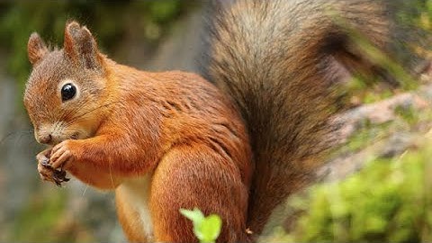 I had to upload it to youtube cause discord said the file size was to big.