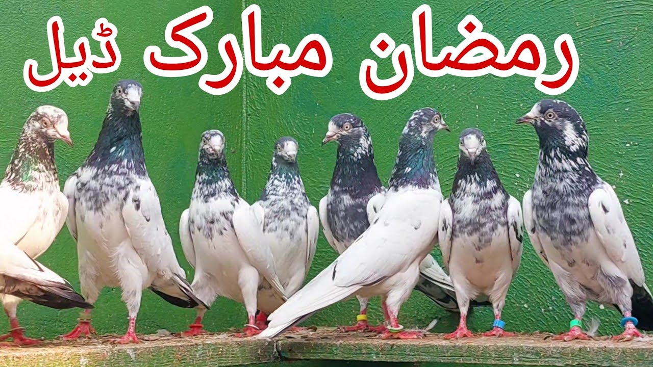 Pure Ustad Sakhi Bhatti Waly Teddy kabootar  || 03234639084 || Jani Jutt Pigeons.